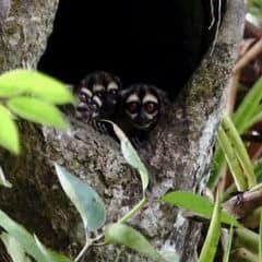 Noisy night monkey Noisy night monkey