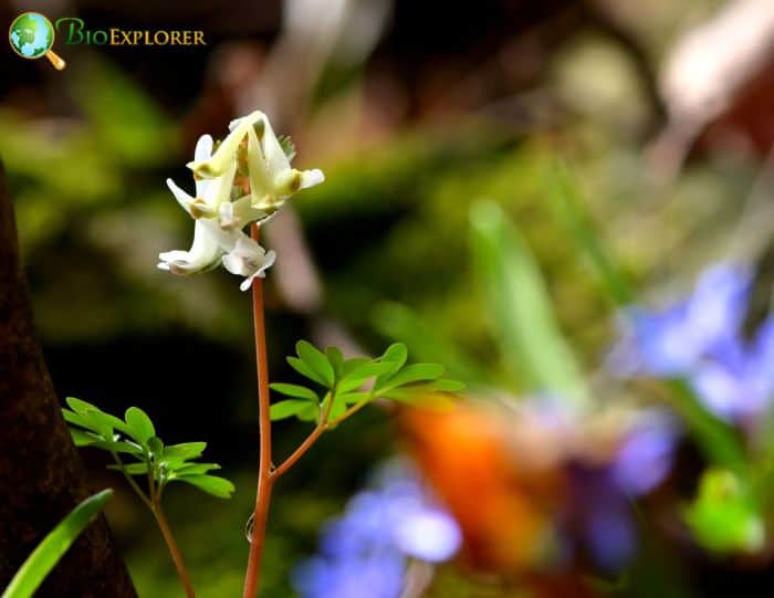 Squirrel Corn Flowers Squirrel Corn Flowers