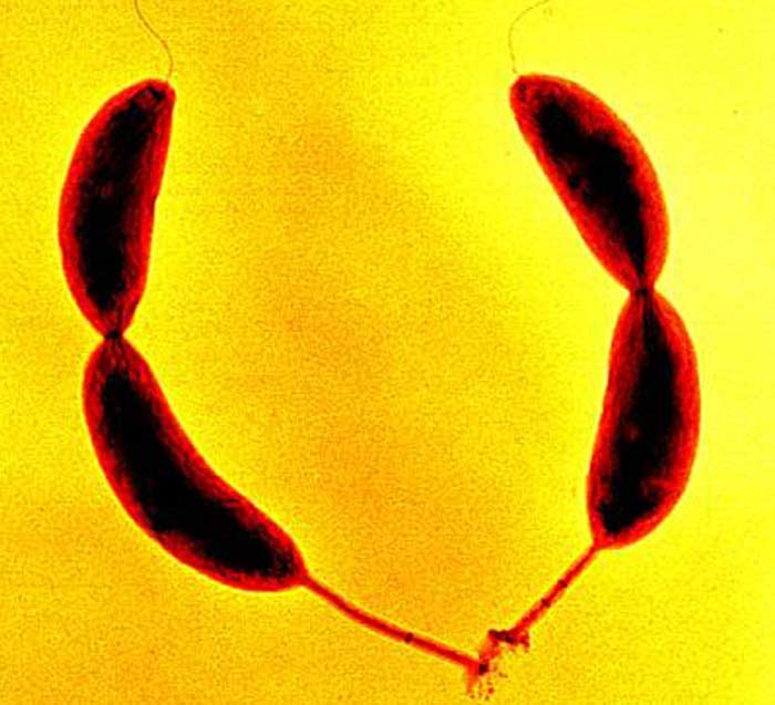 Caulobacter crescentus (Stalked) Caulobacter crescentus (Stalked)