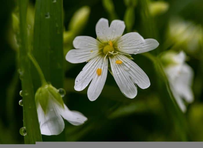 Starwort With 2 Lobed Petals