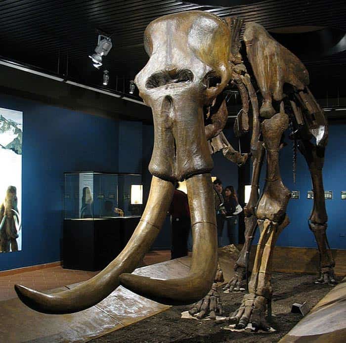 Steppe Mammoth