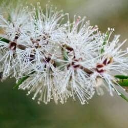 Stilbe flower (Stilbaceae) Stilbe flower (Stilbaceae)