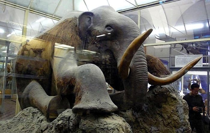 Stuffed Woolly Mammoth from St. Petersburg Museum Stuffed Woolly Mammoth from St. Petersburg Museum
