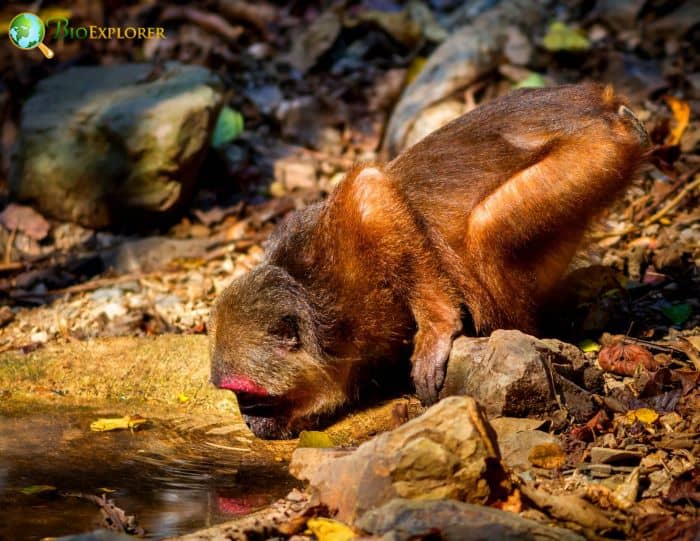 Stump-tailed Macaque