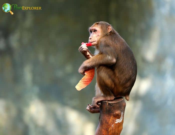 Stump-tailed Macaque