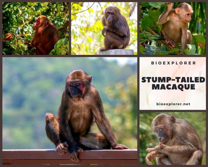 Stump-tailed Macaque