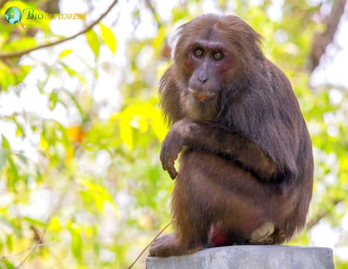 Stump-tailed Macaque Stump-tailed Macaque