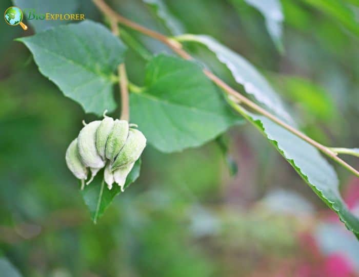 Styrax Japonicus