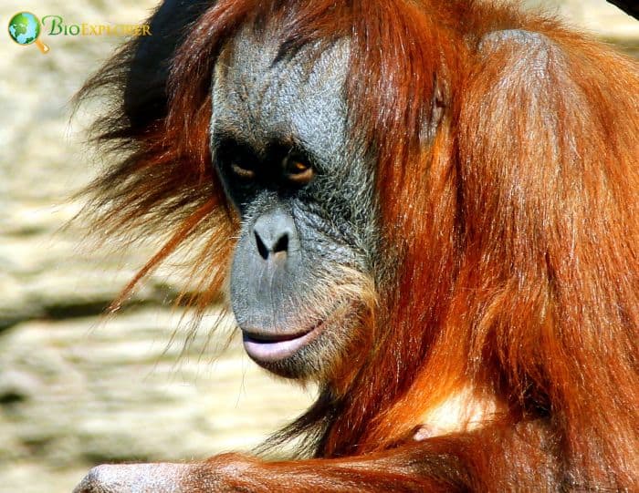 Sumatran Orangutan 