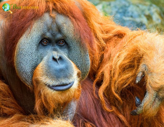 Sumatran Orangutan 