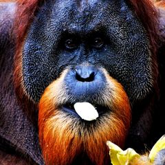 Sumatran Orangutan Sumatran Orangutan