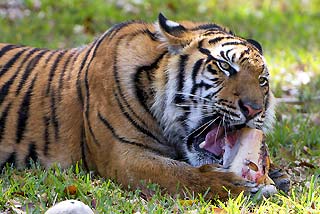 Sumatran Tiger Diet Sumatran Tiger Diet