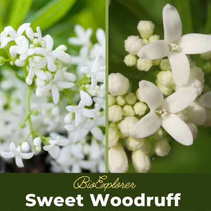 Sweet Woodruff