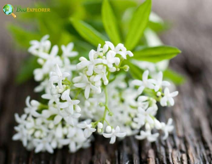 Sweet Woodruff