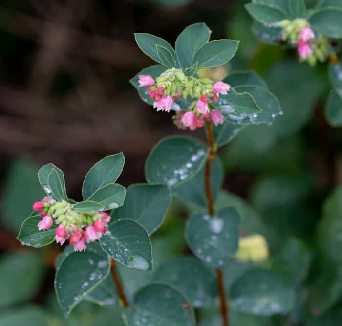 Symphoricarpos Sinensis