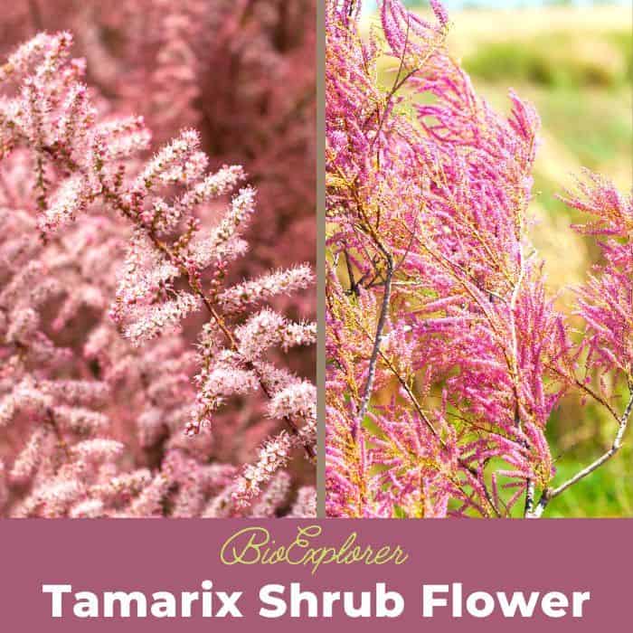 Tamarix Shrubs