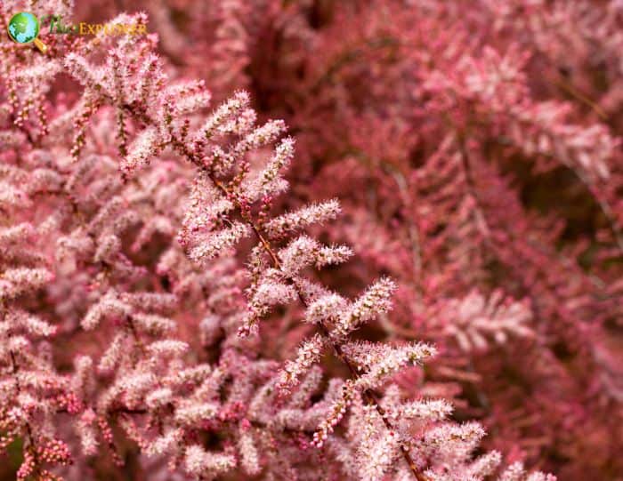 Tamarix Shrubs Tamarix Shrubs