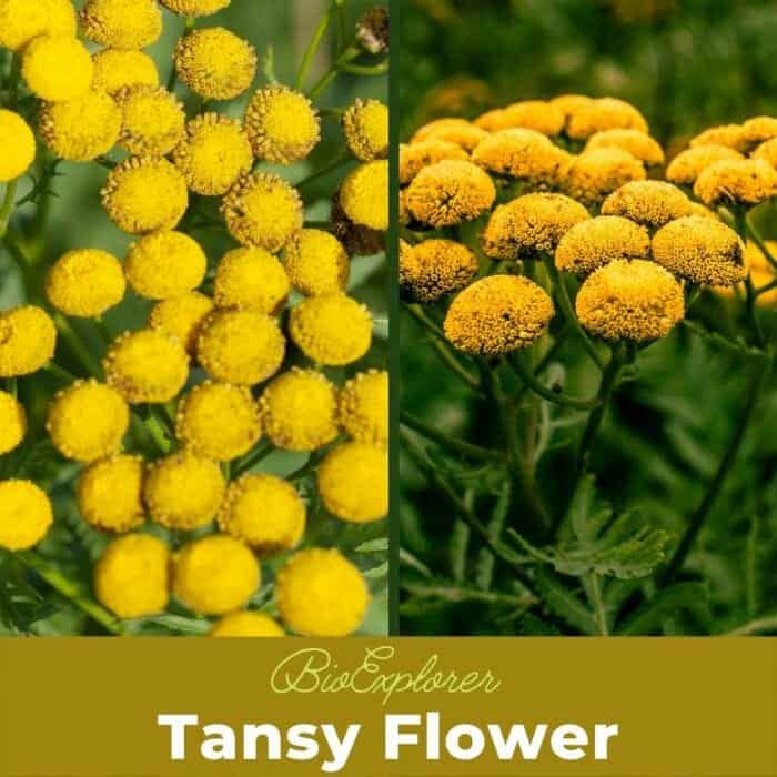 Tansy