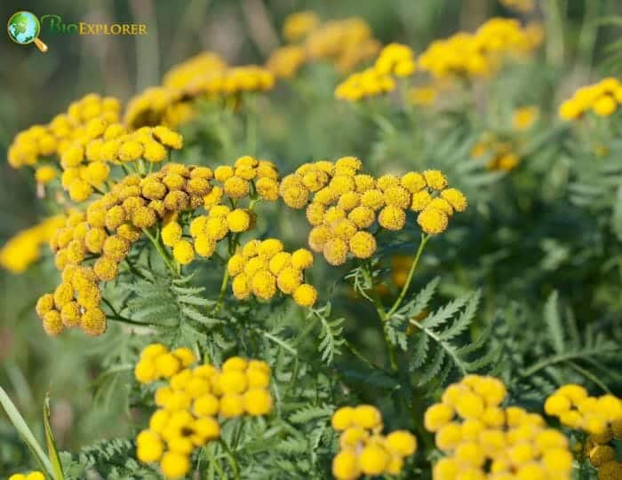 Tansy