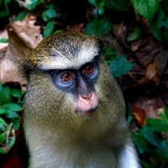 Tantalus Monkey Tantalus Monkey