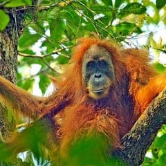 Tapanuli Orangutan Tapanuli Orangutan