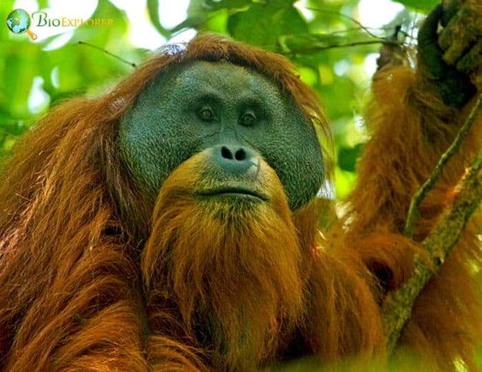 Tapanuli Orangutan Tapanuli Orangutan