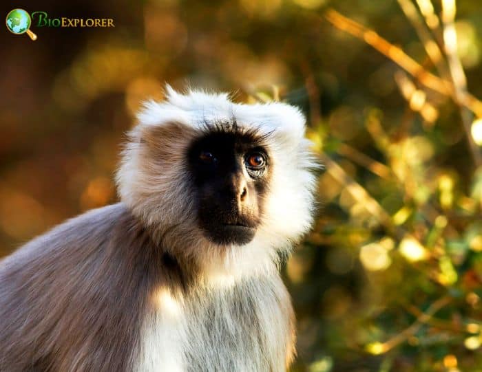 Tarai Gray Langur Tarai Gray Langur