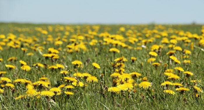 Taraxacum Offinale