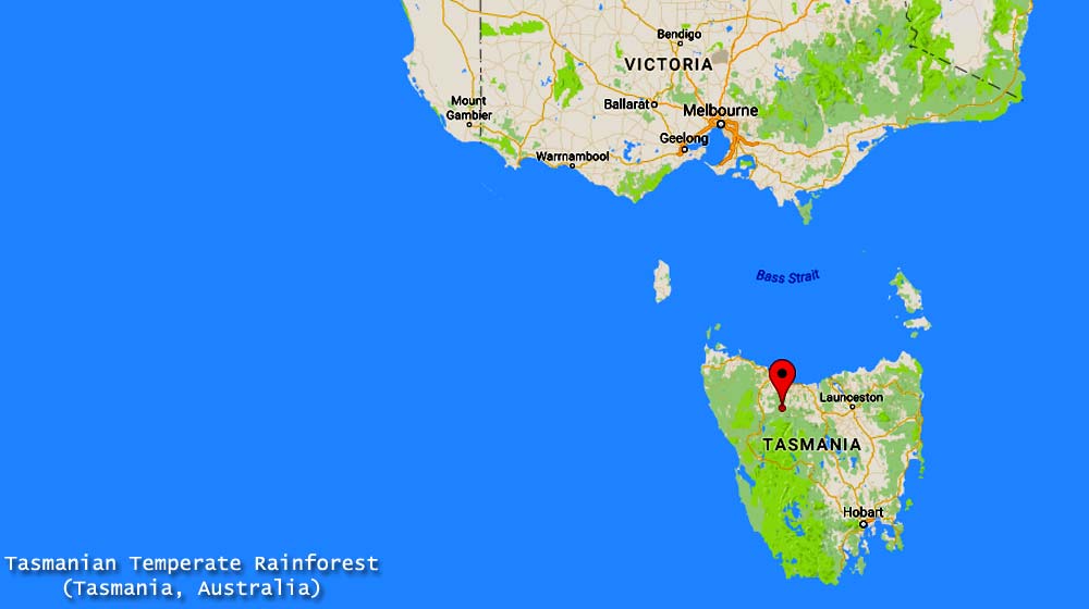 Tasmanian Temperate Rainforest (Australia) Tasmanian Temperate Rainforest (Australia)