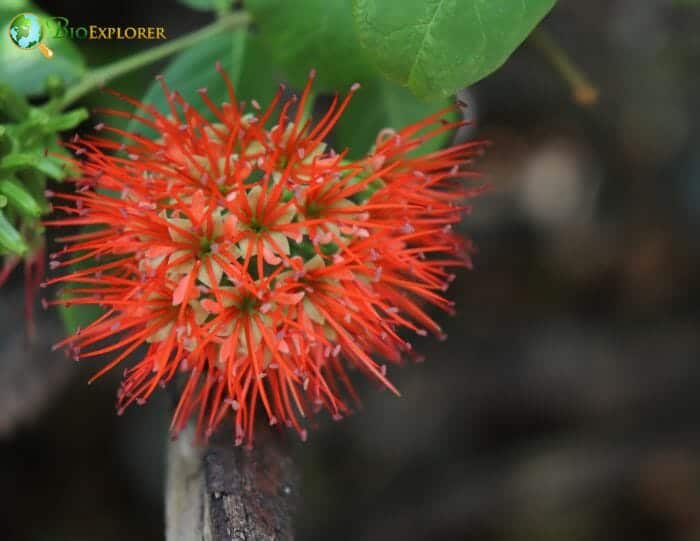 Tassel Flowers