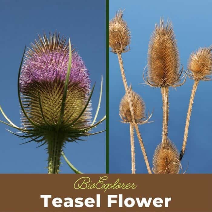 Teasel Flowers Dipsacus Spp