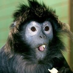 Tenasserim Langur Tenasserim Langur