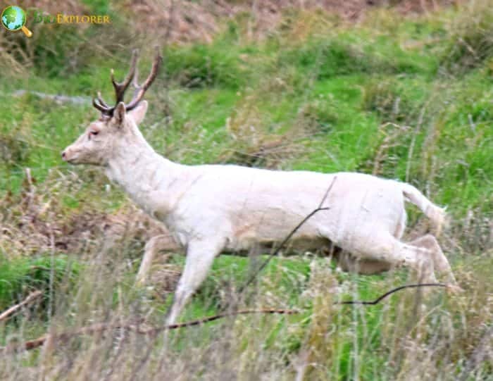 Albino Deer Rare White Deer Fun Facts BioExplorer
