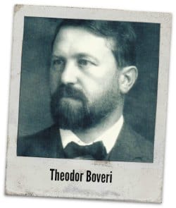 Theodor Boveri