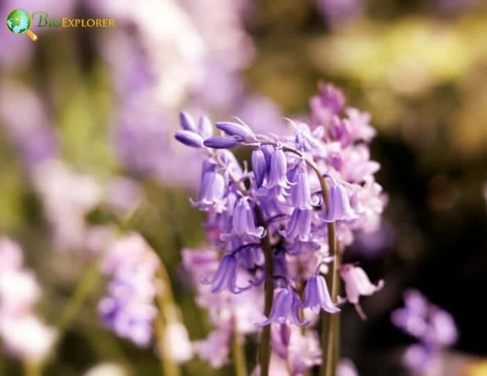 Throatwort Flowers