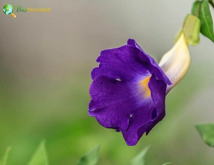 Thunbergia Flower