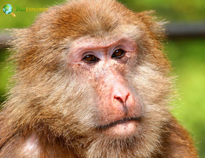 Tibetan Macaque Monkey Tibetan Macaque Monkey