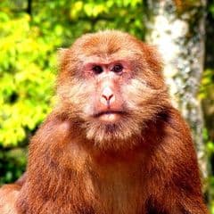 Milne-Edwards's Macaque Milne-Edwards's Macaque
