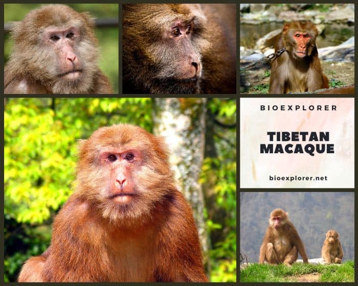 Tibetan Macaque