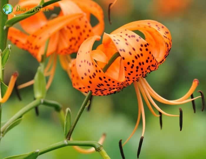 Tiger Lily