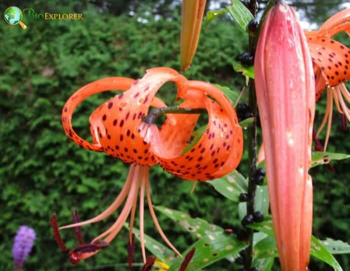 Tiger Lily Flower