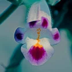 Tiger's claw flower (Martyniaceae) Tiger's claw flower (Martyniaceae)