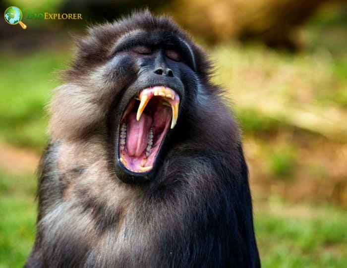 Tonkean Macaque Yawning Tonkean Macaque Yawning