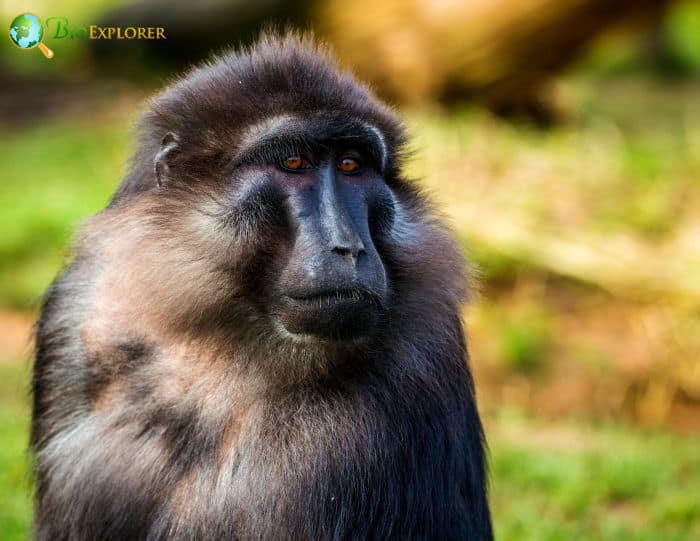 Tonkean Macaque Tonkean Macaque