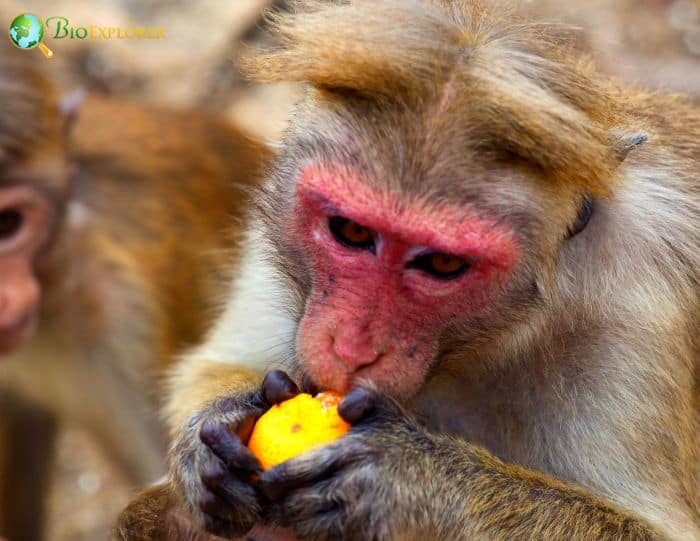 Toque Macaque Toque Macaque