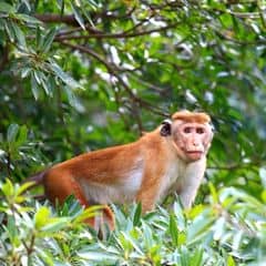 Toque Macaque Toque Macaque