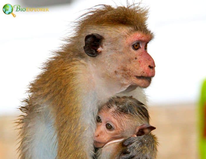 Toque Macaque Toque Macaque