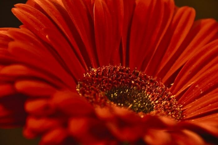 Transvaal Daisy