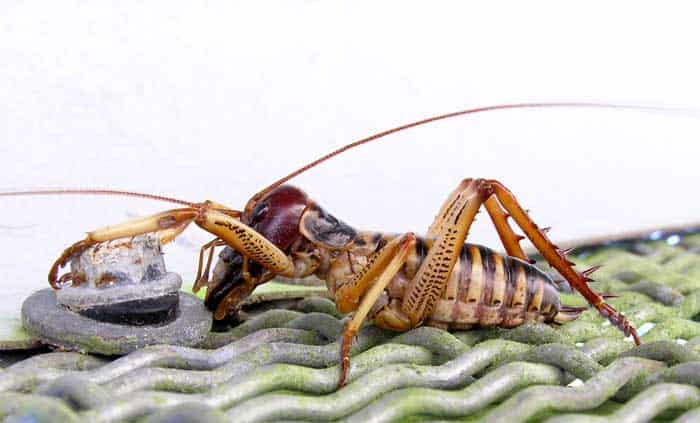 Tree Weta