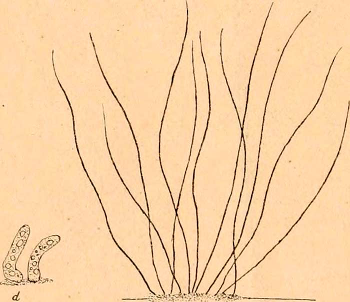 Thiotrix nivea (Trichome) Thiotrix nivea (Trichome)